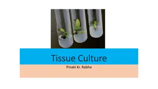 Understanding Plant Tissue Culture: Methods and Requirements