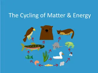 The Cycling of Matter and Energy in Ecosystems