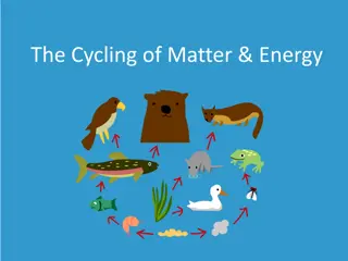 Understanding the Cycling of Matter and Energy in Ecosystems