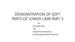 Demonstration of Soft Parts of Lower Limb - Part 3 by Dr. Amber Rana at King George's Medical University