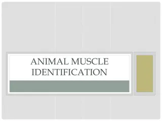 Animal Muscle Identification and Anatomy Diagrams