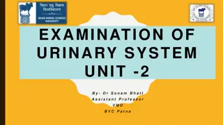 Veterinary Guide to Urinary System Examination