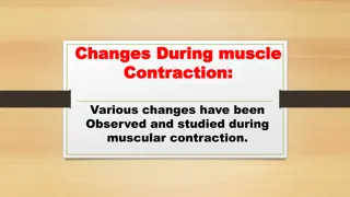 Muscle Contraction Phases and Responses: A Comprehensive Overview