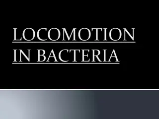 Bacterial Locomotion: Flagellar Structure and Movement Mechanism