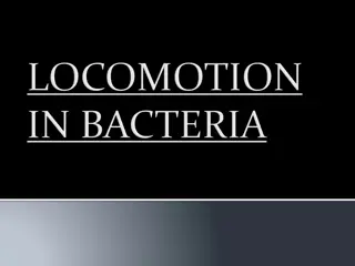 Understanding Bacterial Locomotion: Flagellar Structure and Movement Mechanism