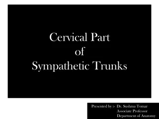 The Cervical Part of Sympathetic Trunks