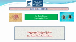 Canine Monocytic Ehrlichiosis: Symptoms, Phases, and Treatment