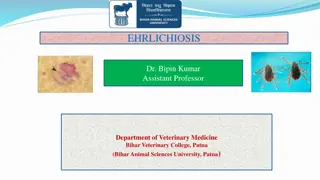Understanding Canine Monocytic Ehrlichiosis: Symptoms, Phases, and Treatment