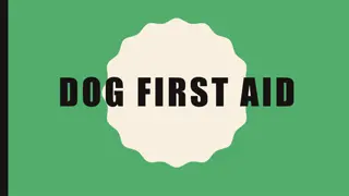 Dog First Aid and Safety Tips