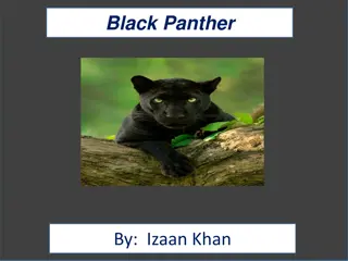 Fascinating Facts About Black Panthers and Their Habitat
