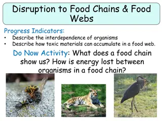 Interdependence in Food Chains and Webs