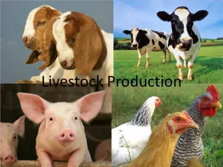 Overview of Poultry Production: Eggs, Meat, and Systems