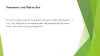 Understanding Permanent Maxillary Molars: Features and Functions