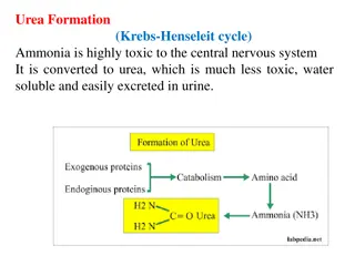 Urea Biosynthesis and the Krebs-Henseleit Cycle in the Liver