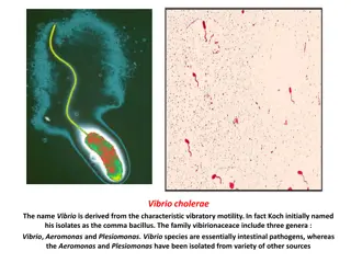Overview of Vibrio cholerae: Characteristics and Identification