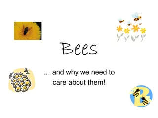 Importance of Bees: Why We Need to Care About Them