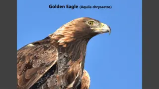 Fascinating Facts About Golden Eagles - Discover the Majesty of North America's Largest Bird of Prey