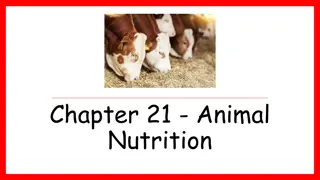 Animal Nutrition for Optimal Health