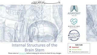 Understanding Internal Structures of the Brain Stem