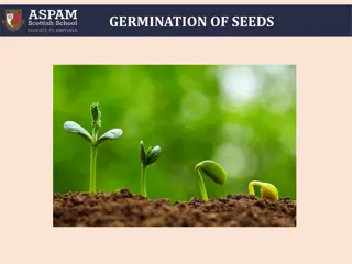 Understanding the Germination Process in Seeds