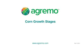 Corn Growth Stages: Leaf Staging Methods and Considerations