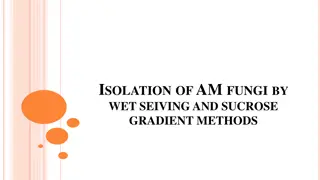 Isolation of AM Fungi by Wet Sieving and Sucrose Gradient Methods