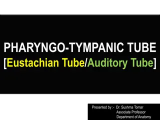 Anatomy of the Pharyngo-Tympanic Tube (Eustachian Tube) Explained