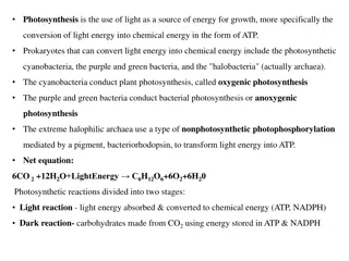 Bacterial Photosynthesis: Types and Processes