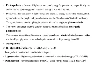 Understanding Bacterial Photosynthesis: Types and Processes