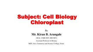 Chloroplast: The Green Powerhouse of Plant Cells