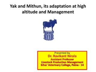 Adaptation of Yak and Mithun at High Altitude