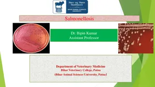 Salmonellosis: Causes, Clinical Presentations, and Transmission