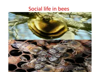 Understanding the Social Life of Bees