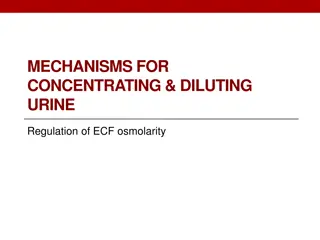 Mechanisms for Concentrating & Diluting Urine in Maintaining ECF Osmolarity