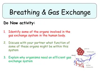 The Human Gas Exchange System