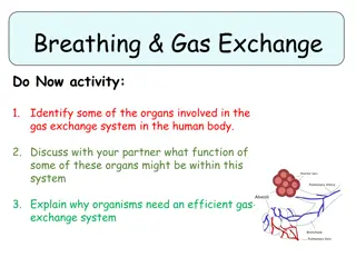 Understanding the Human Gas Exchange System