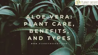 Aloe Vera 101: Care, Benefits, and Types Explained