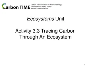 Exploring Carbon Cycling in Ecosystems