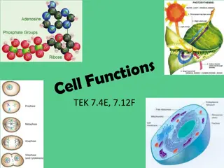 Cell Biology: Functions, Metabolism, and Division