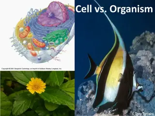 Gas Exchange in Cells and Organisms