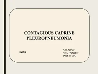 Contagious Caprine Pleuropneumonia in Goats