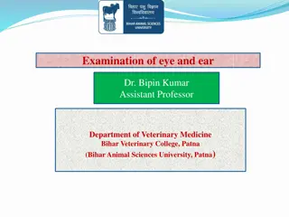 Comprehensive Guide to Ophthalmic Examination in Veterinary Medicine