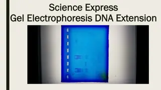 Gel Electrophoresis DNA Extension Activity in Modern Biology Lab