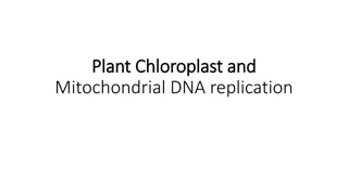 Plant Mitochondrial and Chloroplast DNA Replication Mechanisms