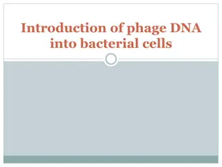Introduction to Phage DNA Integration in Bacterial Cells