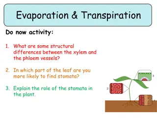 Plant Evaporation and Transpiration Processes