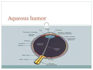 Understanding the Role of Aqueous Humor in Eye Health
