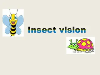 Light Perception in Insects