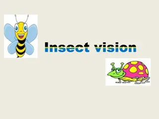 Understanding Light Perception in Insects