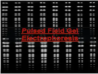Pulsed-Field Gel Electrophoresis: Separating Large DNA Molecules
